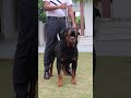 12 साल का Rottweiler है किसी के पास #shorts