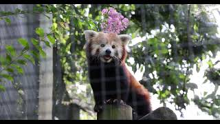 Doofah, King Of Red Pandas