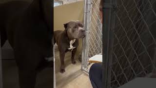 Giant Shelter Bully Breaks Down When He Hears “You’re Adopted” | Emotional Dog Rescue Moment