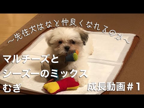マルチーズとシーズーのミックスむぎの成長動画
