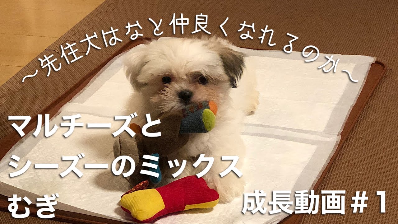 マルチーズとシーズーのミックスむぎの成長動画 Youtube