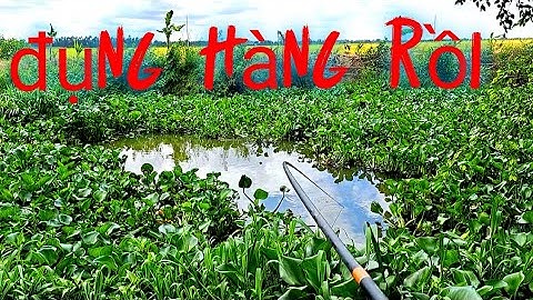 Câu cá thác lác mồi dế,cách này hiệu quả#caucahocmon