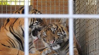 Bengal Tiger Licking