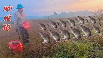 MẺ CHUỘT ĐỒNG ĐẦU VỤ / Cường Phú Thọ