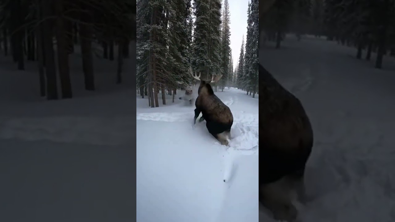 Injured Moose Makes a Stunning Stand to Protect a Hiker