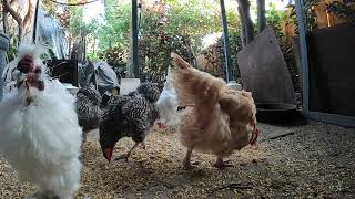 Backyard Chickens In The Morning Sounds Noises Hens Clucking Roosters Crowing Long Video!
