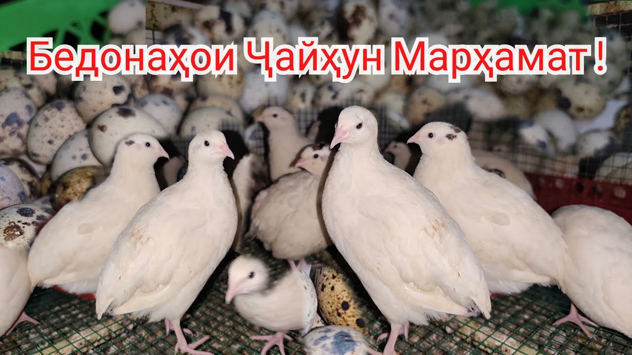 Бедонаҳои Ҷайҳун Қумсангир Марҳамат тамошо кунед ҳаловат баред