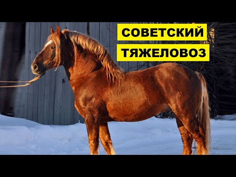 Лошади Советский тяжеловоз