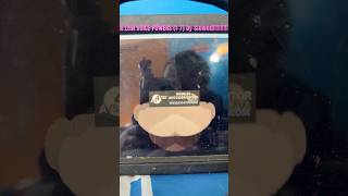 Mickey Mouse Takes Drugs In Low Voice 1-7 By Slowed Battery