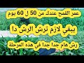 عمر القمح من 50 ل 60 يوم يبقي لازم ترش أهم رش في المرحلة دي ضروري جدا جدا لزيادة إنتاج القمح