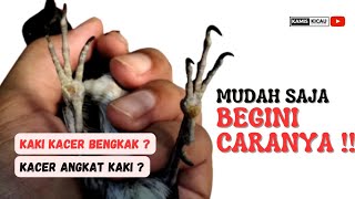 AMPUH !! Cara Mengobati Kaki Kacer Bengkak | Kacer Angkat Kaki @KamisKicau