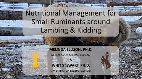 Nutritional Management for Small Ruminants Around Lambing & Kidding
