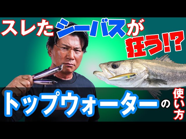 How to use top water] Extremely effective for wary sea bass