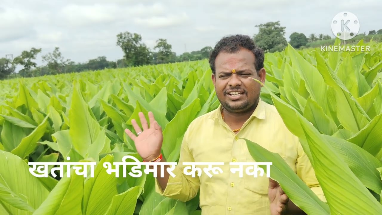 हळद भरघोस उत्पादनाची गुरूकिल्ली खर्च कमी पण् उत्पादनाची हमी