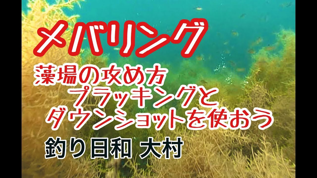 メバリング 春メバリング藻場はプラッキング 藻場の攻め方藻場の種類 Youtube
