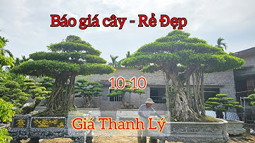 Lô cây này Đẹp lắm các bác ạ, giá Cực Êm - Báo giá cây cảnh tại vườn cây Phong Sơn