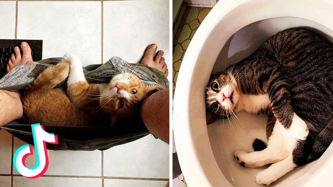 Tik Tok Funny Cats Videos Those Cats Will Make You Laugh Tik Tok Cats Compilation 1 YouTube