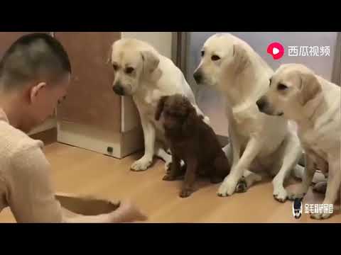 罪をなすりつけるラブラドール