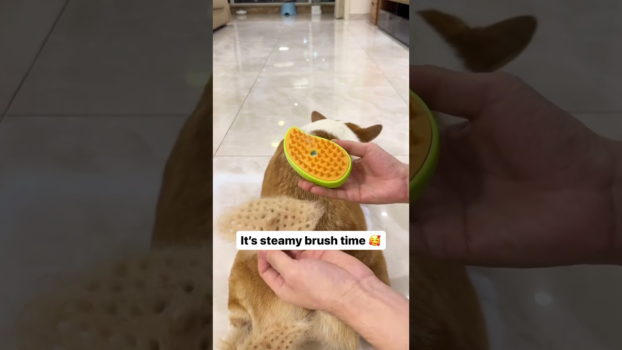 Grooming session 🐶 