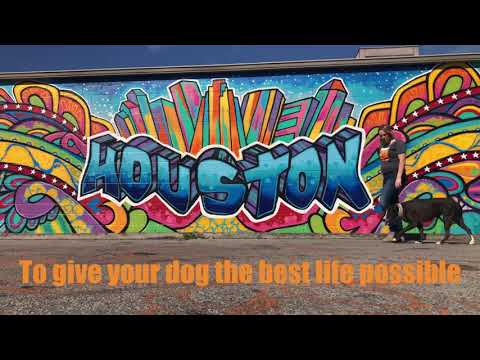 Downtown Houston Dog Training with Suburban K9!