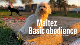 Εκπαίδευση ενός Μαλτέζ (Maltese) by Top Dogs TV 2,342 views 2 years ago 2 minutes, 44 seconds