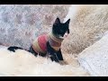 DIY Sock Sweater For Your Cat - Emma The Kitten