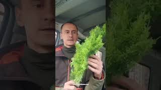 📹ВИДЕО-ОБЗОР ветки Туи (кипариса) с подробным разбором по применению