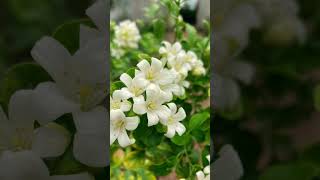 Flower Plants For Home Decoration