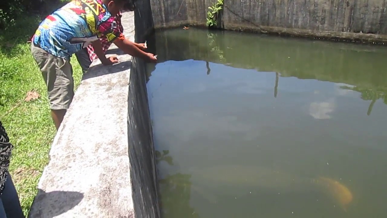 IKAN RAKSASA 300 Kg Ikan Arapaima