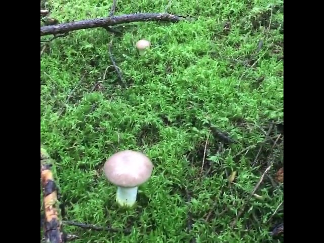 Paddestoelen zoeken in Zweden!