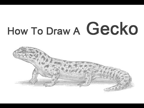 Featured image of post Gecko Drawings Easy Gecko is a lizard with length between 1 6 to 60 cm