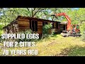 Tearing down and grinding up 100+ Foot long chicken Coop. Disgusting inside!