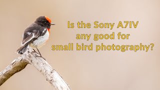 The Sony A7IV for small bird photography, is it worth it?