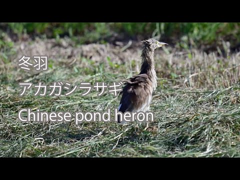 【冬羽】アカガシラサギ Chinese pond heron