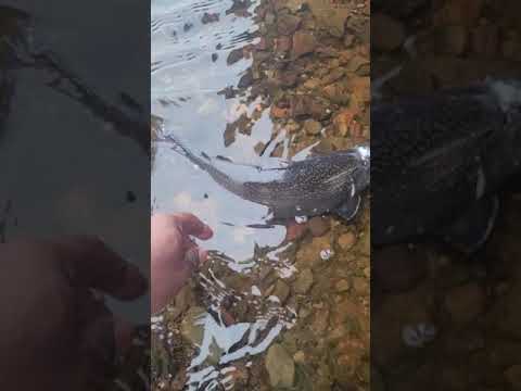 Fishing with Malik