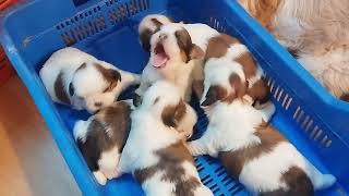 shitzu puppies🐶