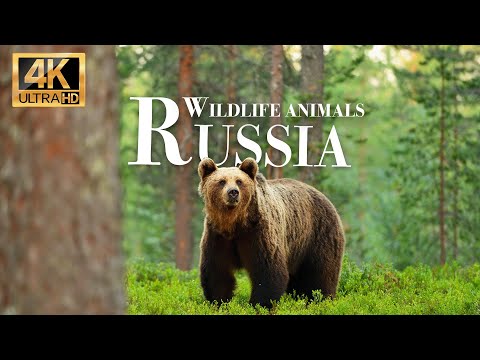 Дикие животные России 4k - Замечательный фильм о дикой природе с успокаивающей музыкой