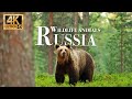 Дикие животные России 4k - Замечате