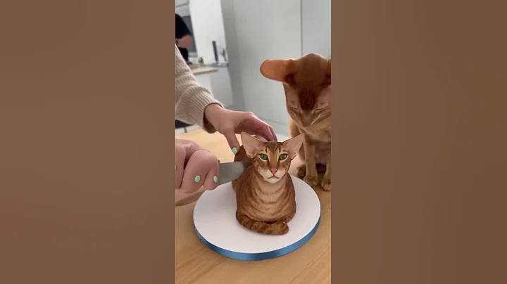 Video 11623411: oriental shorthair cat, cat reaction, cute cat, pets