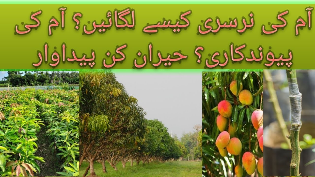 Amazing Grafting of Mangoes at Nursery complete Process to Start