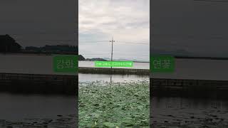 강화.교동도.고구저수지.연꽃단지.화개정원.대륭시장 #live #automobile #remix #music #edms #travel #retro #여행 #nature