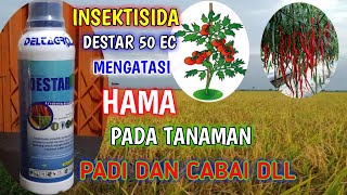Penjelasan Insektisida Destar 50 Ec - Mengatasi Hama Pada Padi Dan Cabai