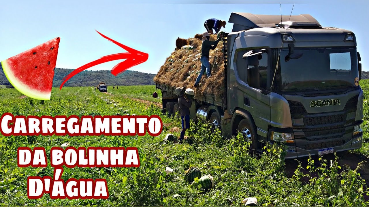 Carregamento da melancia. Prejuízos de carregar na roça e chegamos um dia adiantado no cliente