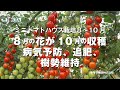 プロ向け　夏秋ミニトマトの育て方　８～１０月の管理　8月の花が10月の収穫・病気予防・追肥・樹勢維持のポイント