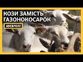 Як чеські вівці допомагають містам позбавлятися бур’яну | #ВЄВРОПІ