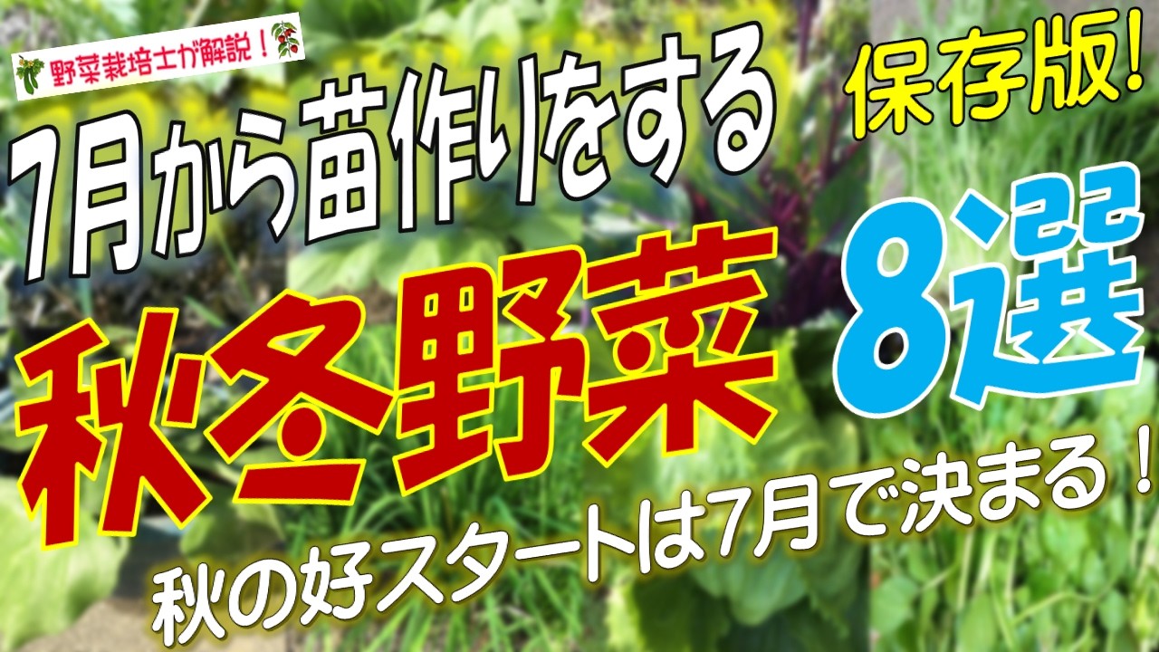 7月から苗作りをする【秋冬野菜】おすすめ8選!2026年最新版
