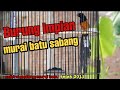 Murai Batu Sabang Ukuran Jumbo Mp3 - Mp4 Download