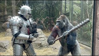 Gorilla Goes Mad After Man in Spiked Armour Enters American Zoo Enclosure! #gorilla