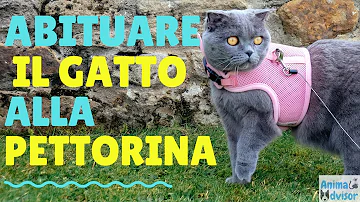 Come si mette una pettorina ad un gatto?