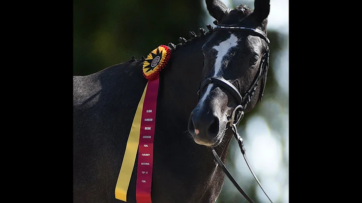 Nosebands, Bridles, and Bits, Oh My!